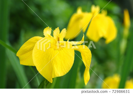 Kishow花束 72986631