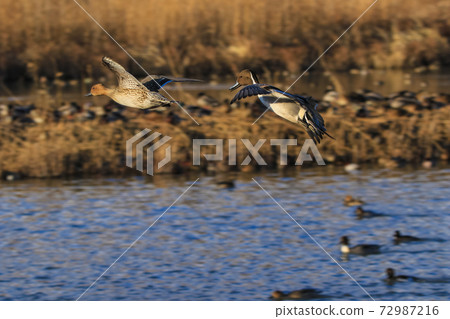 Mitakada retarding basin landing ducks 72987216