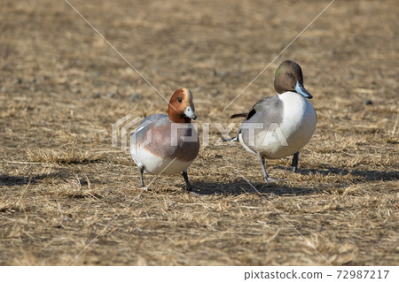 Northern Pintail, Reservoir Northern Pintail, Reservoir 72987217