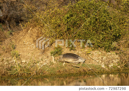 Indian softshell turtle or Ganges softshell turtle basking in sun at wetland of keoladeo national park or bharatpur bird sanctuary rajasthan India - Nilssonia gangetica Indian softshell turtle or Ganges softshell turtle basking in sun at wetland of keoladeo national park or bharatpur bird sanctuary rajasthan India - Nilssonia gangetica 72987298