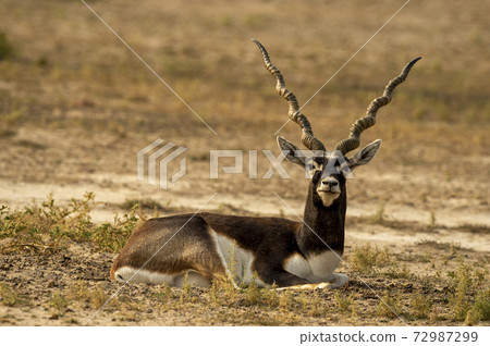 long horned blackbuck or antilope cervicapra or indian antelope closeup resting in green background at tal chhapar sanctuary rajasthan india 72987299