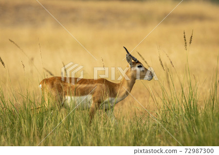 blackbuck or antilope cervicapra or indian antelope closeup walking in green background at tal chhapar sanctuary rajasthan india blackbuck or antilope cervicapra or indian antelope closeup walking in green background at tal chhapar sanctuary rajasthan india 72987300