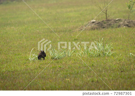 greater spotted eagle perched on ground in an open green grass field at keoladeo national park or bharatpur bird sanctuary rajasthan India - Clanga clanga greater spotted eagle perched on ground in an open green grass field at keoladeo national park or bharatpur bird sanctuary rajasthan India - Clanga clanga 72987301