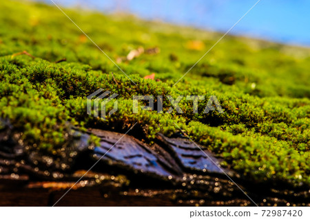 Moss on the roof, old wooden house with green roof. Selective focus Moss on the roof, old wooden house with green roof. Selective focus 72987420