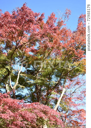 Autumn leaves of Mt. Takao Autumn leaves of Mt. Takao 72988176