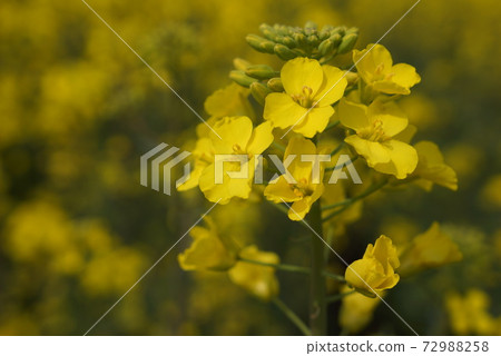 Yellow rape blossoms shining in spring Yellow rape blossoms shining in spring 72988258