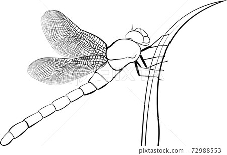 Dragonfly. Wild nature insects. Spreaded wings. Simple elegant ink sketch. Black and white, isolated. Dragonfly. Wild nature insects. Spreaded wings. Simple elegant ink sketch. Black and white, isolated. 72988553