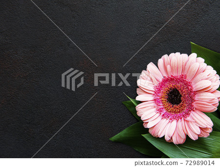 Bright gerbera flower on a black background 72989014