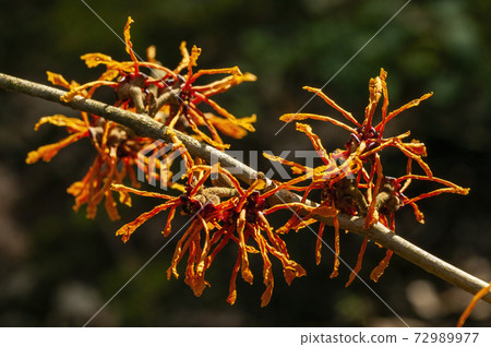 Hamamelis x Intermedia 'Aphrodite' (Witch Hazel) Hamamelis x Intermedia 'Aphrodite' (Witch Hazel) 72989977