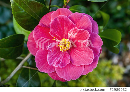 Camellia Japonica 72989982