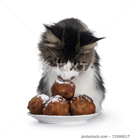 Cat eating oliebollen on white 72990017