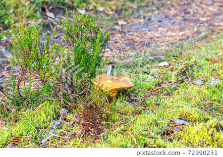 Edible mushroom with brown cap in the moss Edible mushroom with brown cap in the moss 72990231
