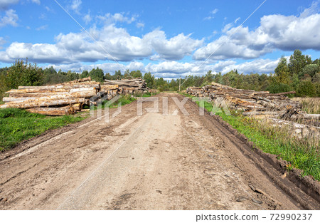 Broken old cut tree logs piled up near a forest road Broken old cut tree logs piled up near a forest road 72990237