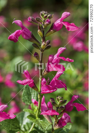 salvia macellaria 72990270