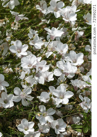 Linum suffruticosum subsp salsoloides 72990271