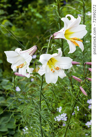 Lilium regale (regal lily) 72990272