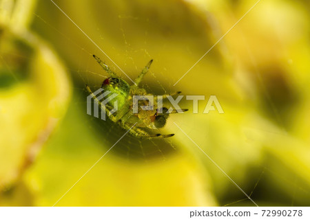 Cucumber green spider (araniella cucurbitina) in spring Cucumber green spider (araniella cucurbitina) in spring 72990278