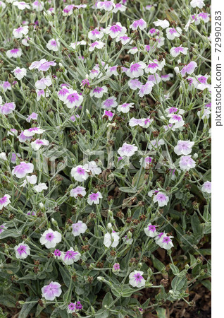 Lychnis coronaria var 'oculata' 72990283
