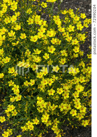 Linum flavum 72990284