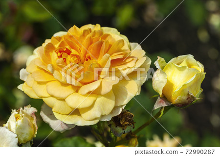 English rose 'Molineux' (rosa) 72990287