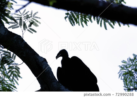 Turkey Vulture (cathartes aura) 72990288