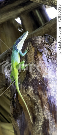 Cuban male lizard Allison's Anole 72990359