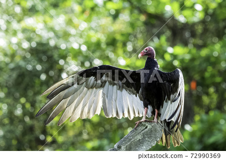 Turkey Vulture (cathartes aura) Turkey Vulture (cathartes aura) 72990369