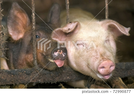 Close up of two dirty fat pigs resting at farm stable. Close up of two dirty fat pigs resting at farm stable. 72990877