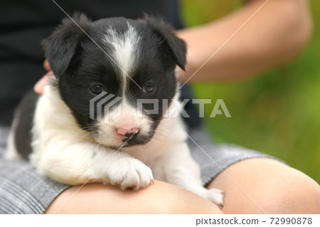 Close up of a woman holding small puppy on her lap. 72990878