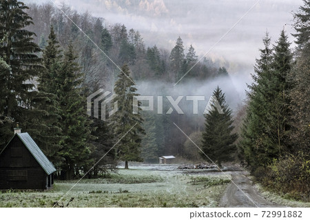 Autumn scene in misty forest, Big Fatra, Slovakia Autumn scene in misty forest, Big Fatra, Slovakia 72991882