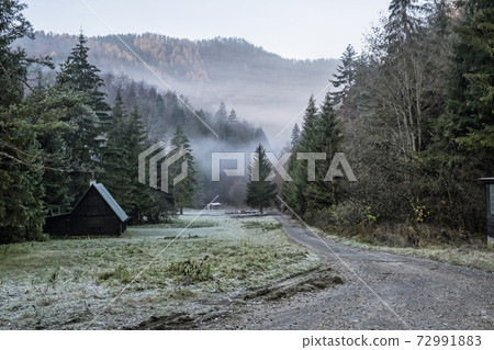 Autumn scene in misty forest, Big Fatra, Slovakia 72991883