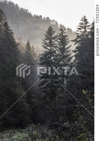 Autumn scene in misty forest, Big Fatra, Slovakia Autumn scene in misty forest, Big Fatra, Slovakia 72991884