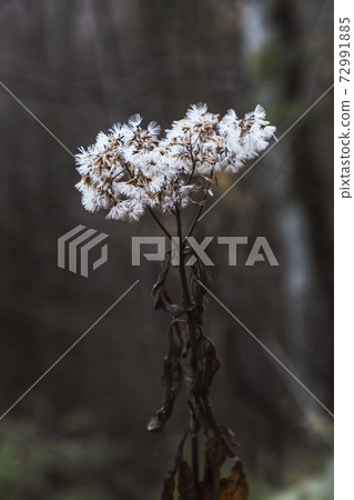 Interesting plant in autumn misty forest, Big Fatra, Slovakia Interesting plant in autumn misty forest, Big Fatra, Slovakia 72991885