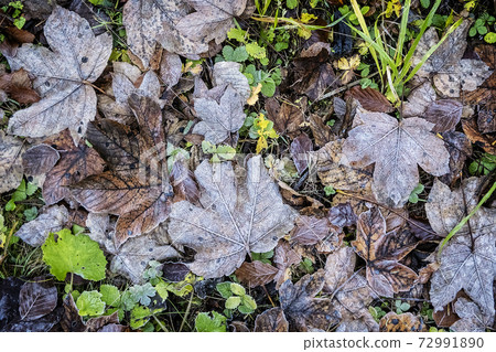 Autumn background with many fallen leaves Autumn background with many fallen leaves 72991890