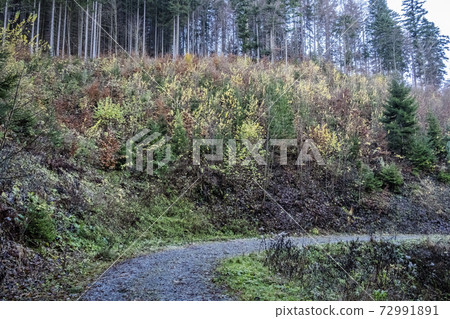 Footpath in coniferous forest, Big Fatra mountains, Slovakia Footpath in coniferous forest, Big Fatra mountains, Slovakia 72991891