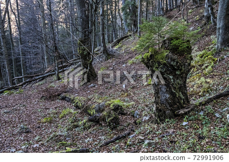 Autumn natural scene, Big Fatra mountains, Slovakia 72991906