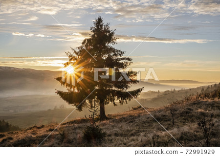 Coniferous tree in sunset, Helpa, Slovakia 72991929