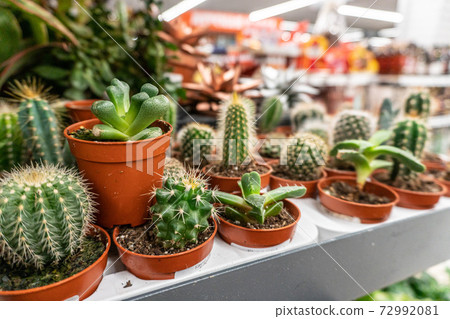 Lots green cactus different varieties with spiky needles in brown pots Lots green cactus different varieties with spiky needles in brown pots 72992081