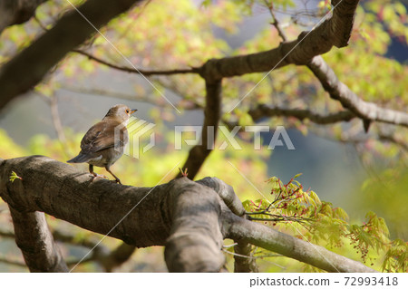 Pale thrush perched on a tree branch 72993418