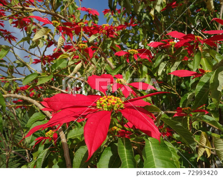 Poinsettia 72993420