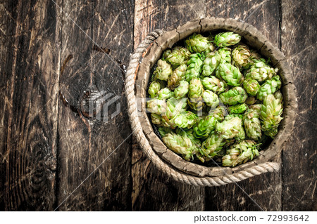 Green hops for beer in a wooden bucket. Green hops for beer in a wooden bucket. 72993642