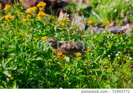 Grouse chick_Miyama Akinokirinsou flower Grouse chick_Miyama Akinokirinsou flower 72993772