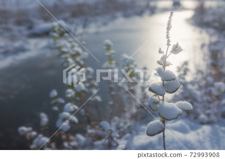 Winter grass dressed up in snow 72993908