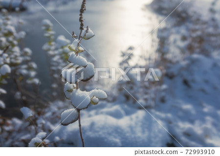 冬草在雪中打扮 72993910