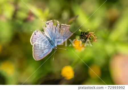 Uranakimi Uranakimi 72993992