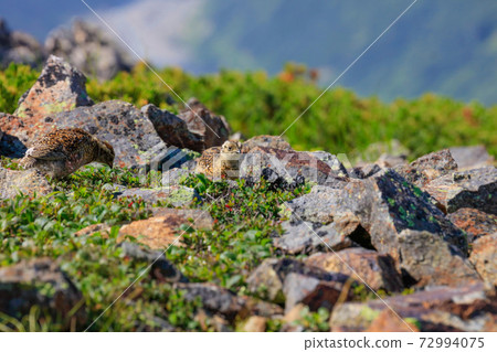 Grouse chick Grouse chick 72994075