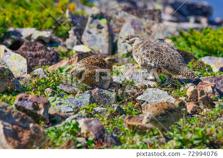 Grouse parent bird and two nearby chicks Grouse parent bird and two nearby chicks 72994076