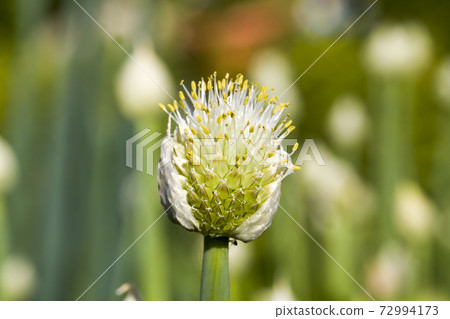 onion farming field 72994173