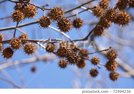 Deciduous sweetgum fruit 72994236