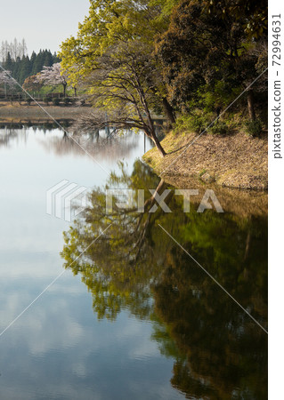宮古城觀音池塘公園的櫻花 72994631